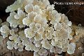 Plicaturopsis crispa-amf1479